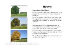 Bäume-Lesetext.pdf